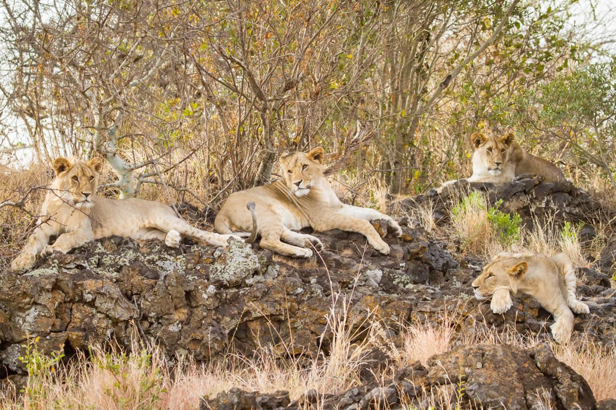 Ol Donyo Lodge en Amboseli