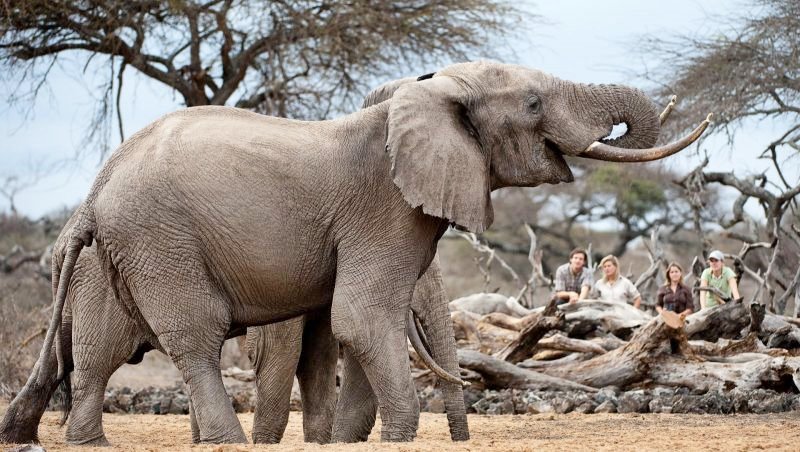 Ol Donyo Lodge en Amboseli
