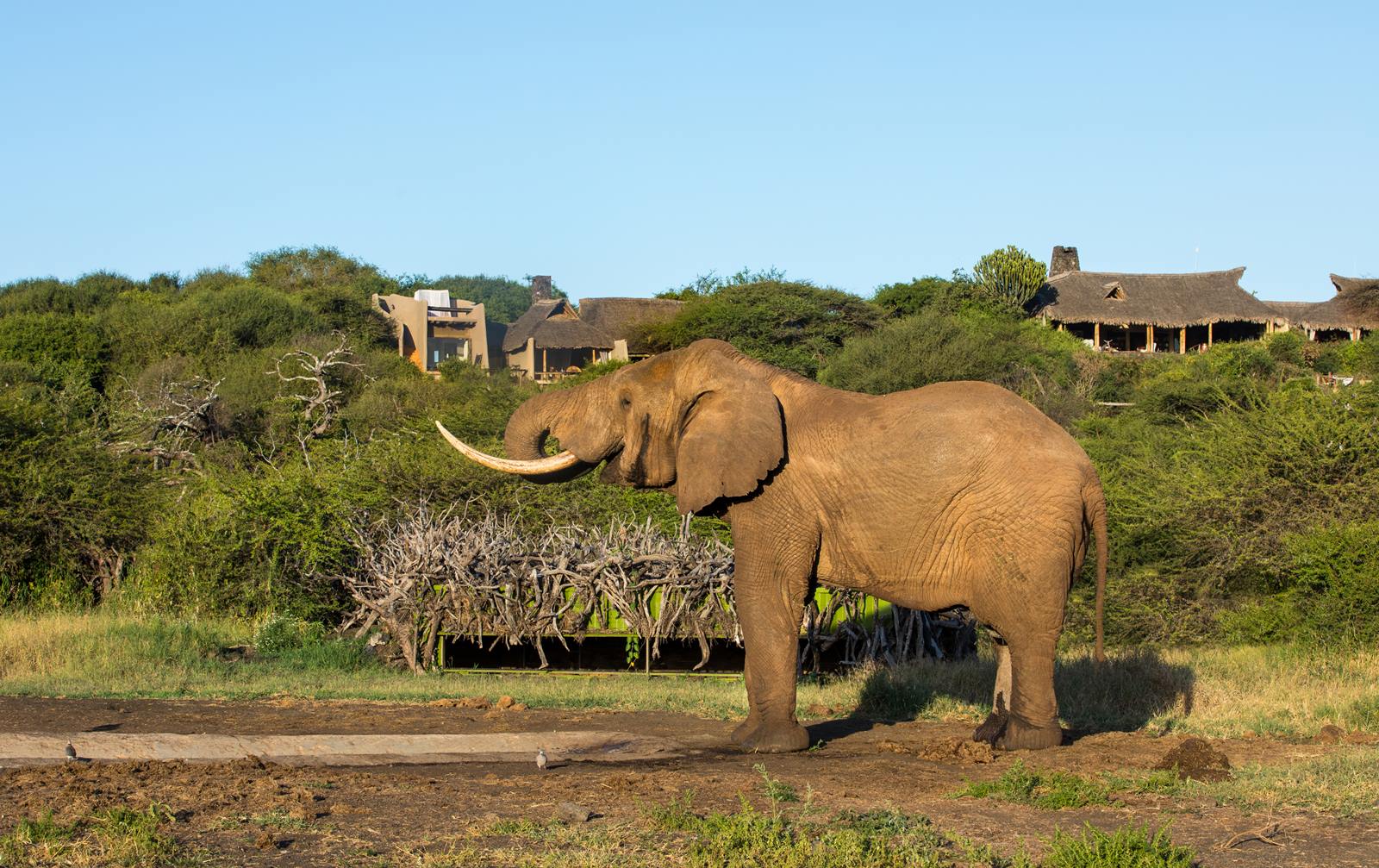 Ol Donyo Lodge en Amboseli