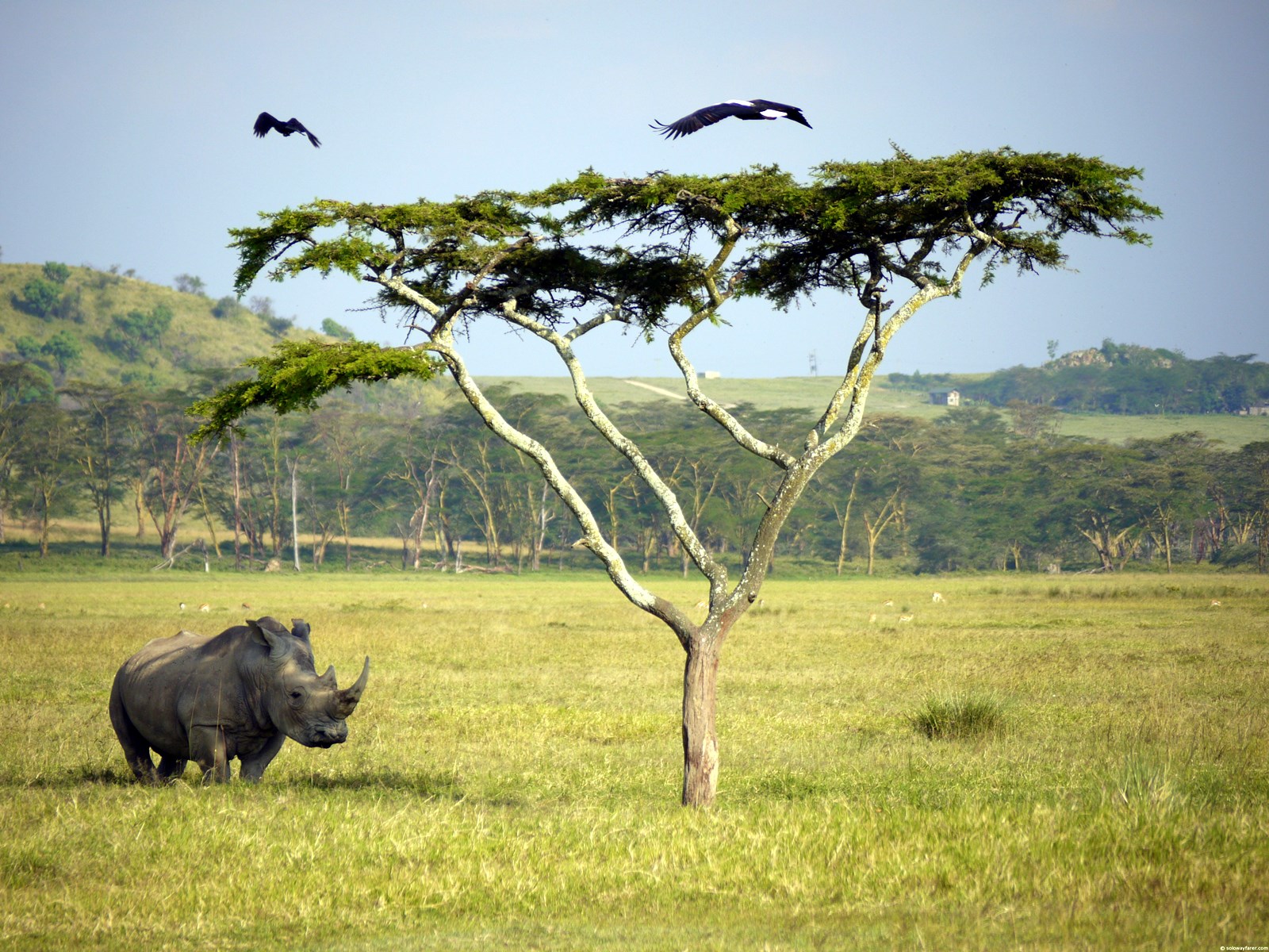 Amboseli | LAT.40