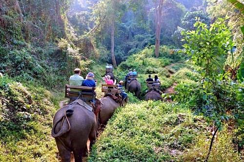 Cuevas Chiang Dao en elefante