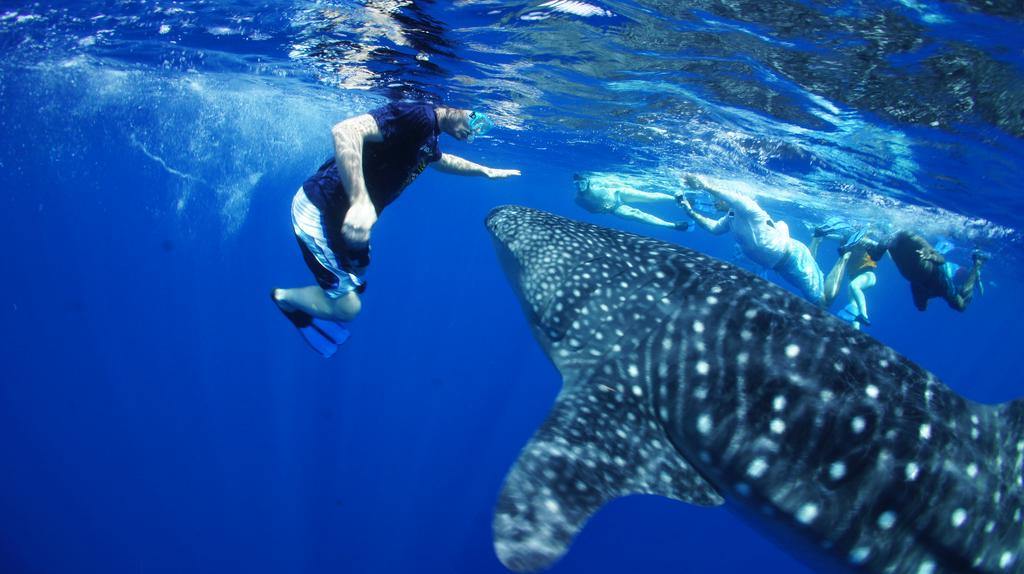 Blue Marlin Beach Hotel