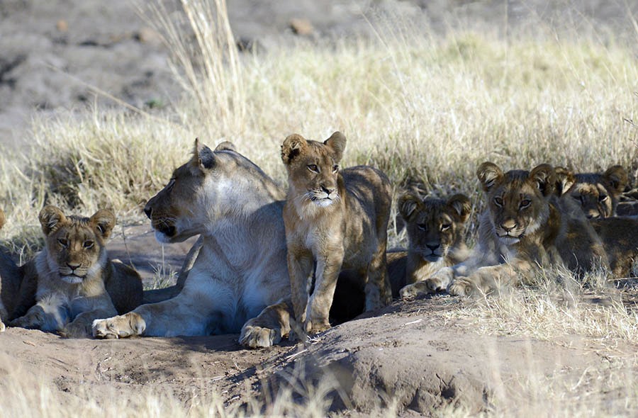 Hwange