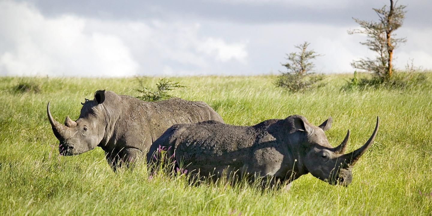 Safari Lewa, Laikipia, Masai Mara y Denis diseñado por LAT.40