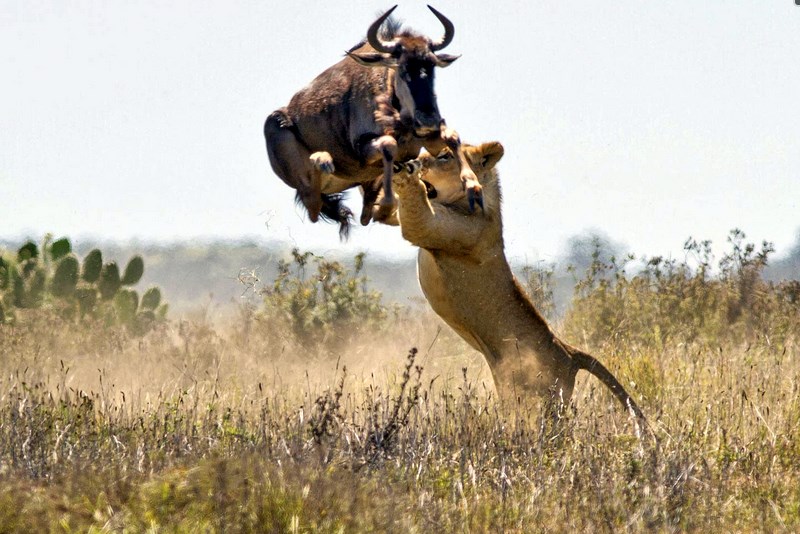 Masai Mara | LAT.40