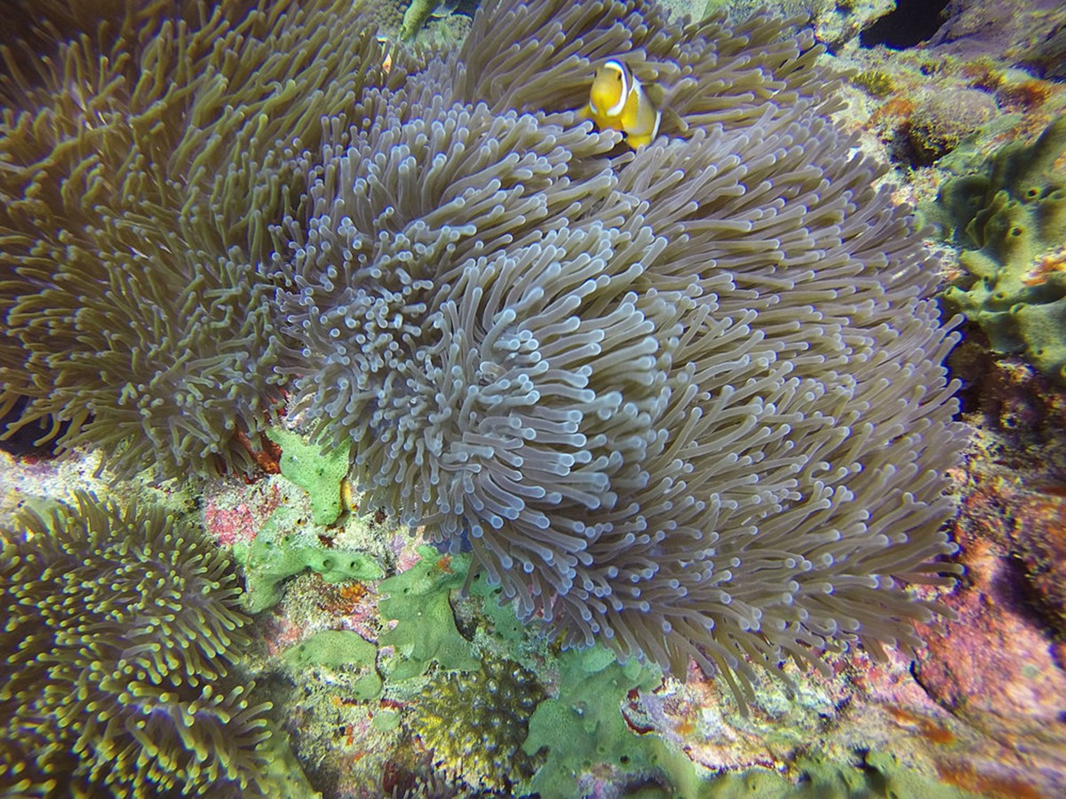 Pulau Tengah | LAT.40