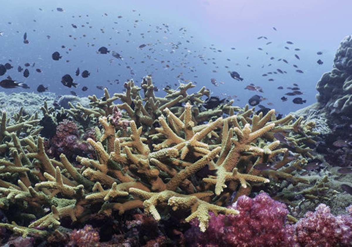 Pulau Tengah | LAT.40