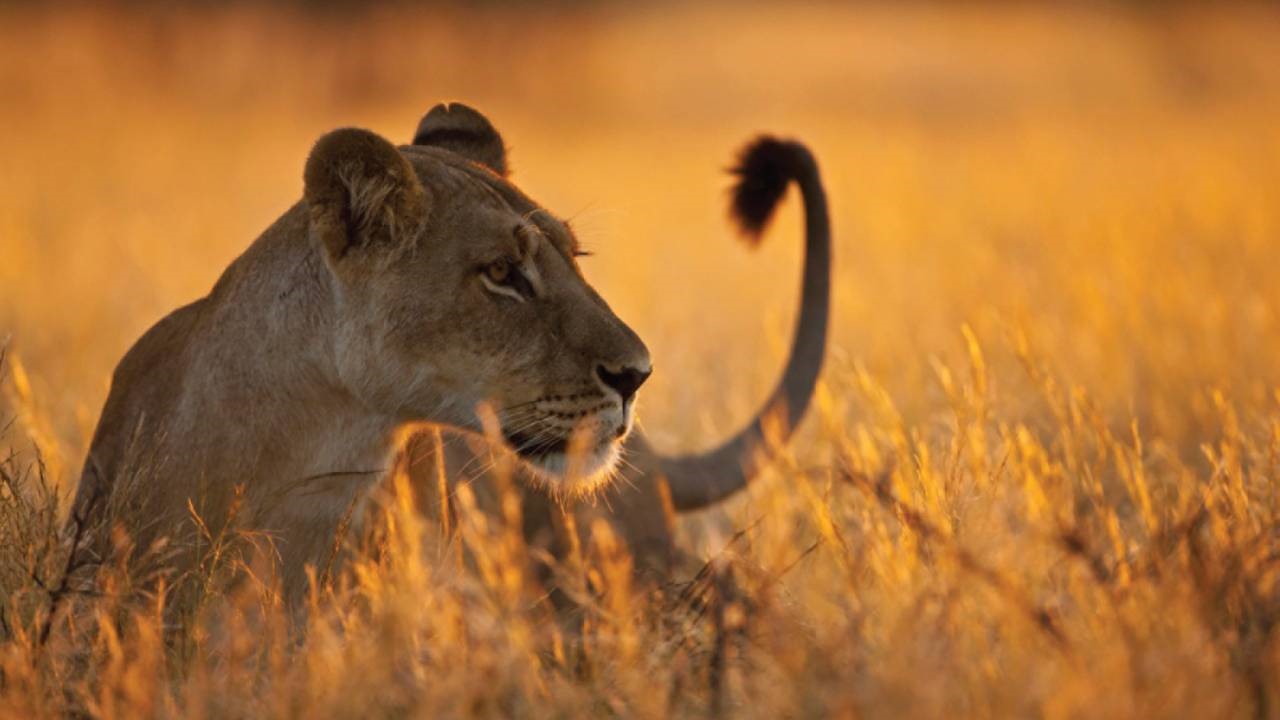Safari Tanzania y Kenya (Sin Arusha) diseñado por LAT.40