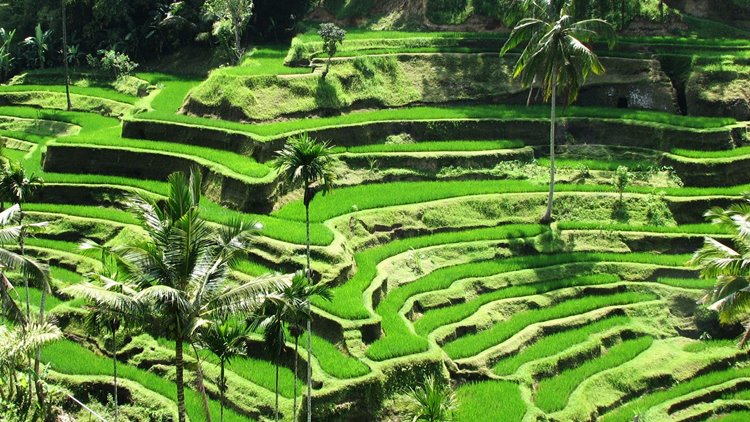 Ubud