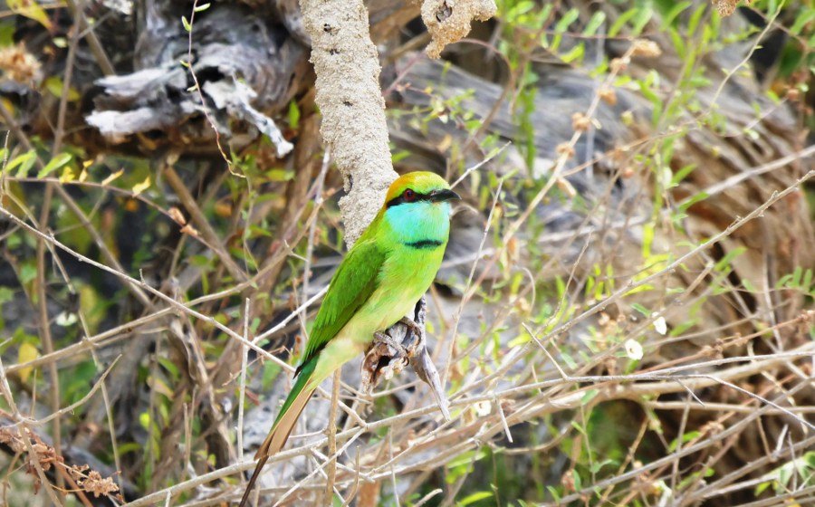 Wild Coast Tented Lodge