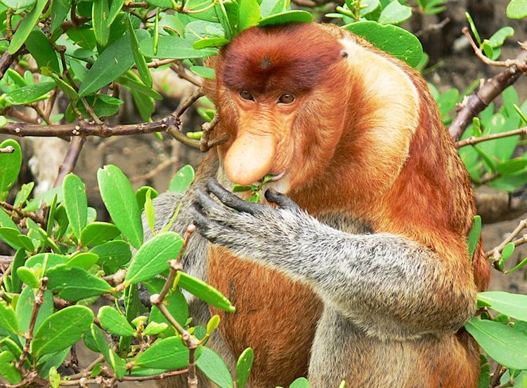 borneo sur | LAT.40