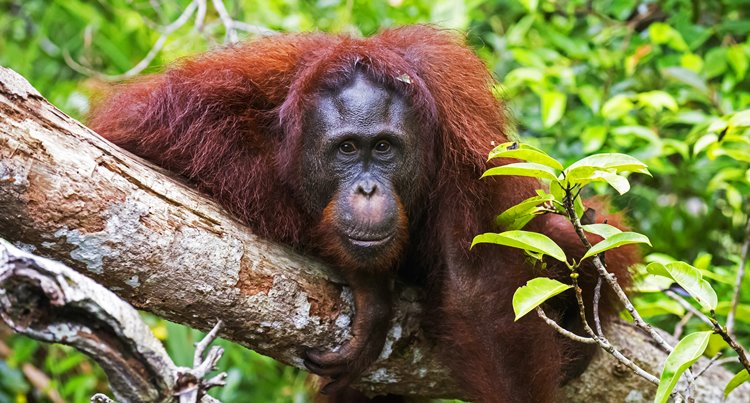 borneo sur | LAT.40