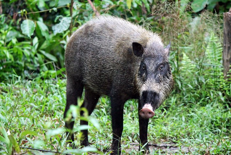 borneo sur | LAT.40