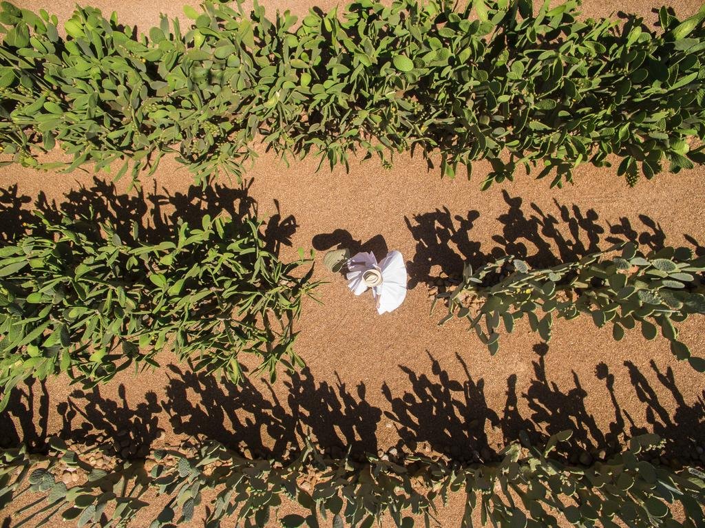 Babylonstoren en Ciudad del Cabo