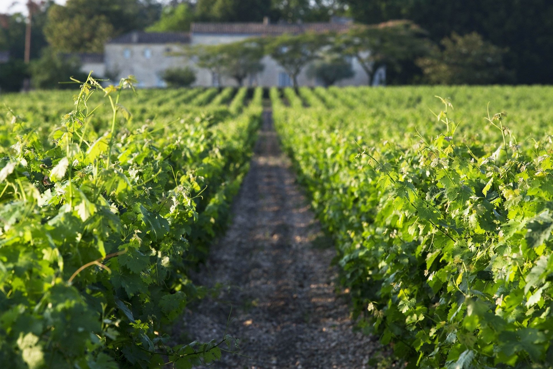 Les Sources de Caudalie en France