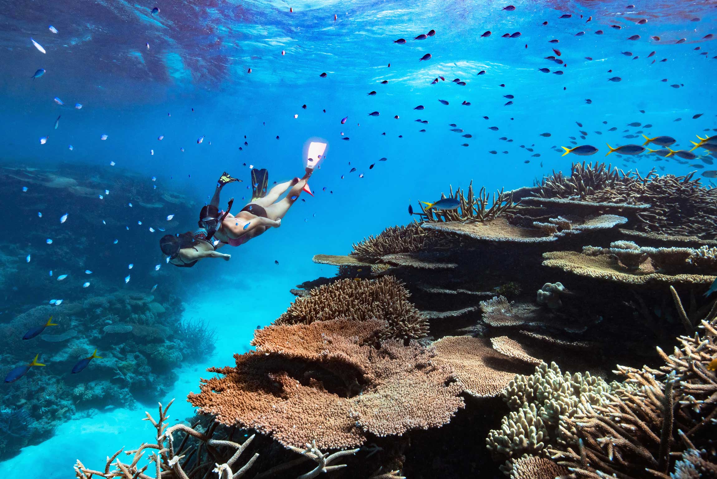Orpheus Island en Australia