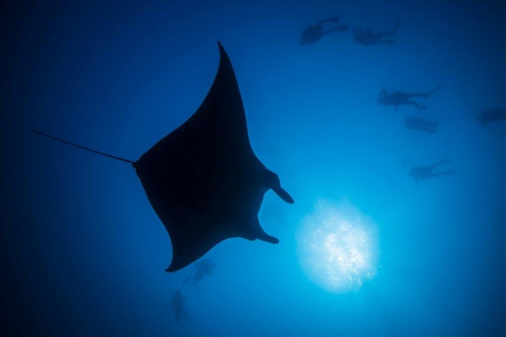 Cocoon Maldives en Maldivas