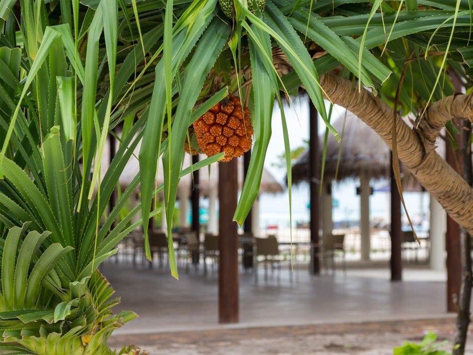 Cocoon Maldives en Maldivas