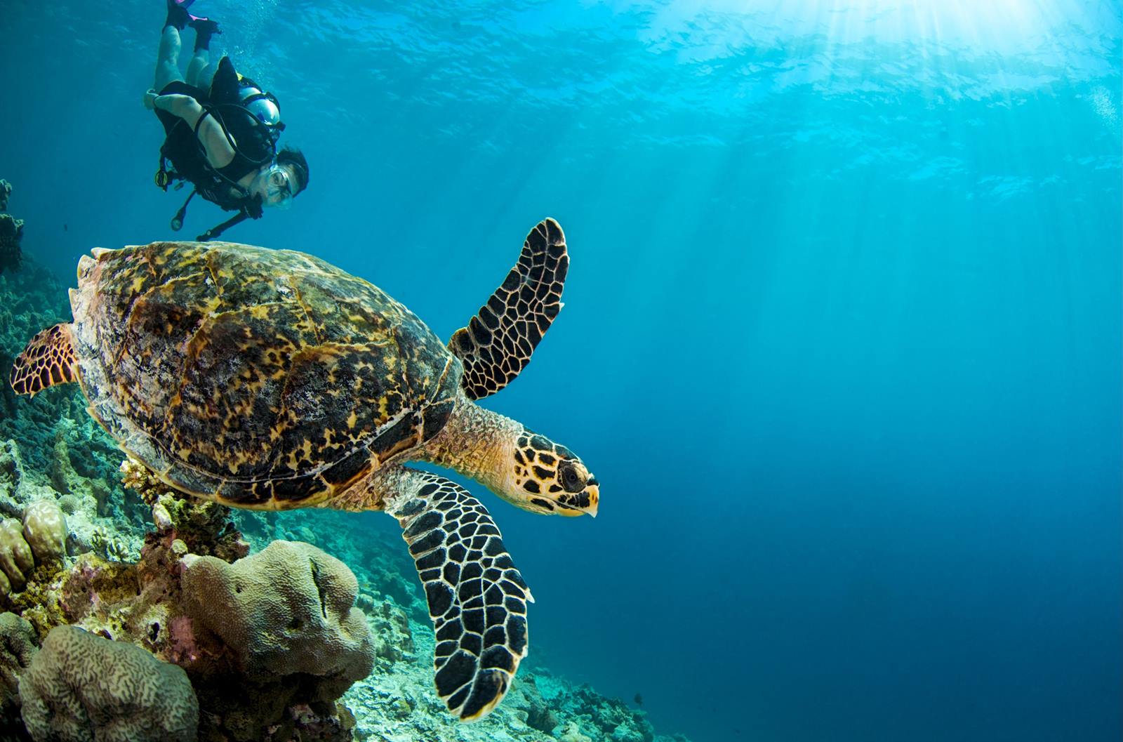 Dusit Thani Maldives en Maldivas