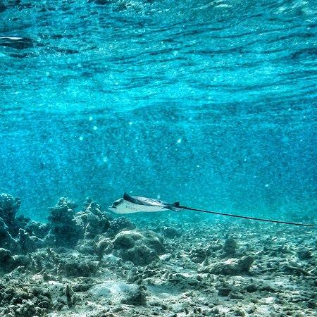 Dusit Thani Maldives en Maldivas