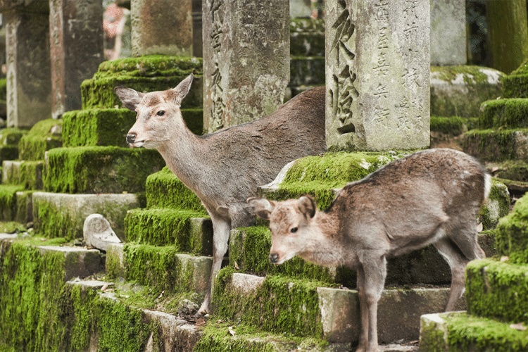 Nara | LAT.40