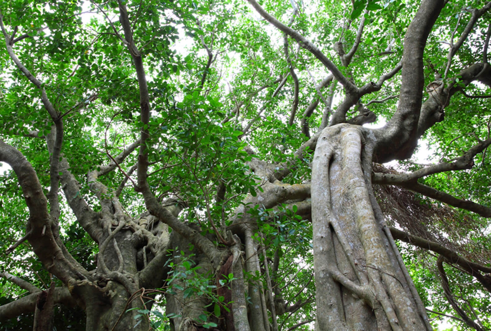 Jusandi en Okinawa