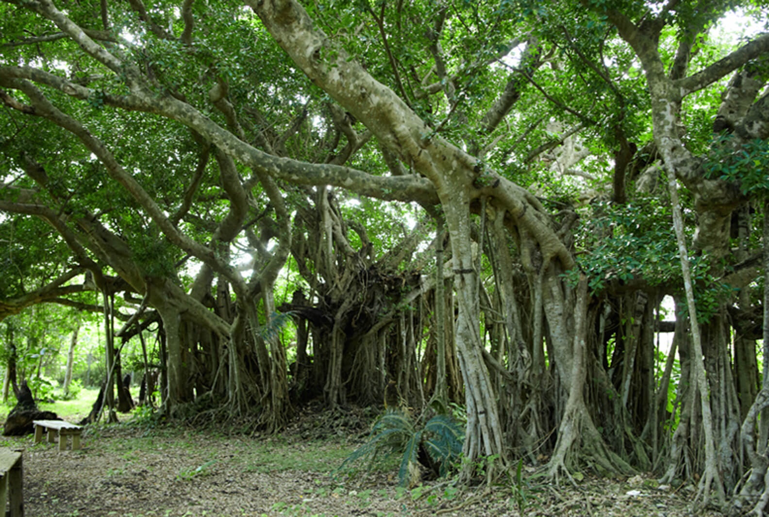 Jusandi en Okinawa