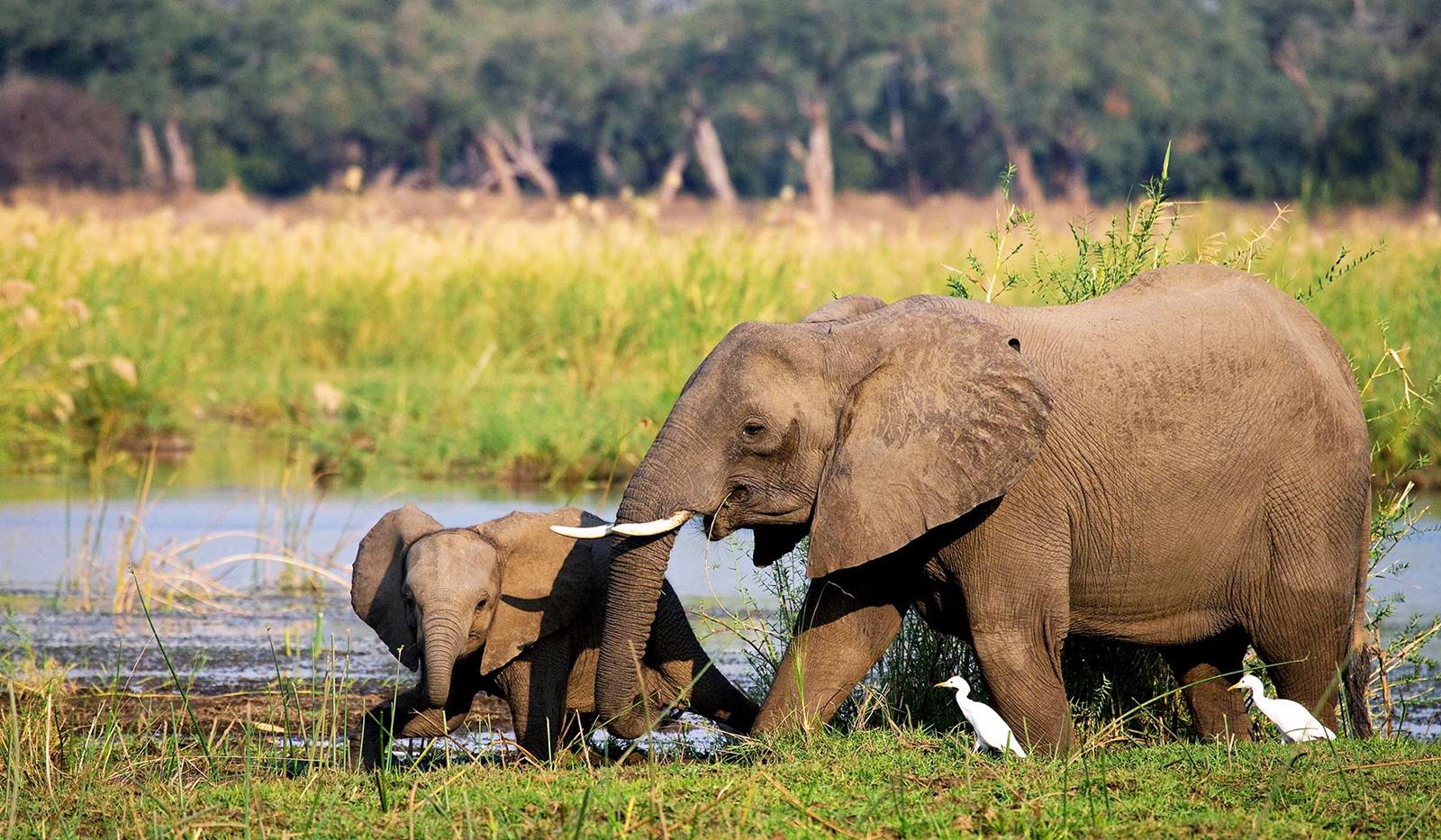 Zambezi National Park