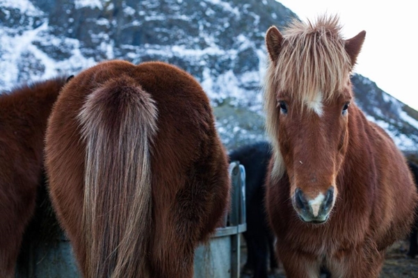 Svinoya Rorbuer en Lofoten