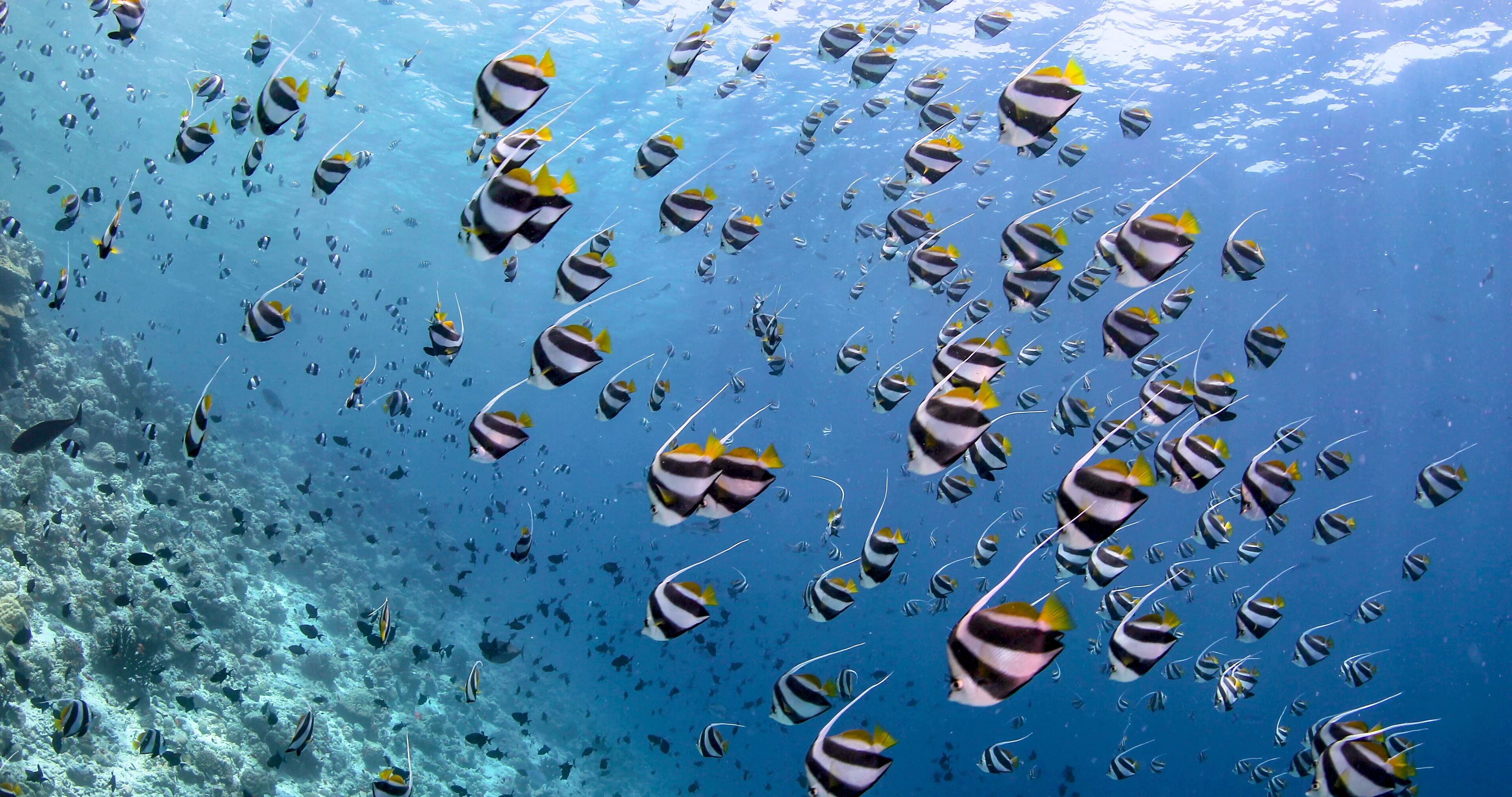 Anantara Kihavah Maldives Villas en Maldivas