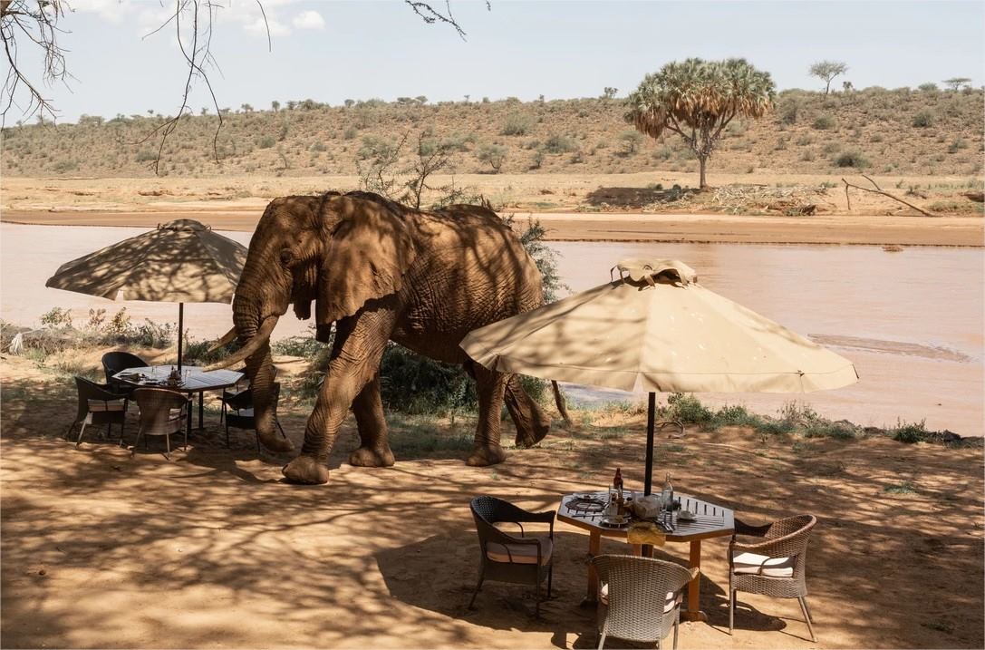 Elephant Bedroom Camp en Samburu