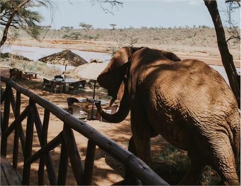 Elephant Bedroom Camp en Samburu