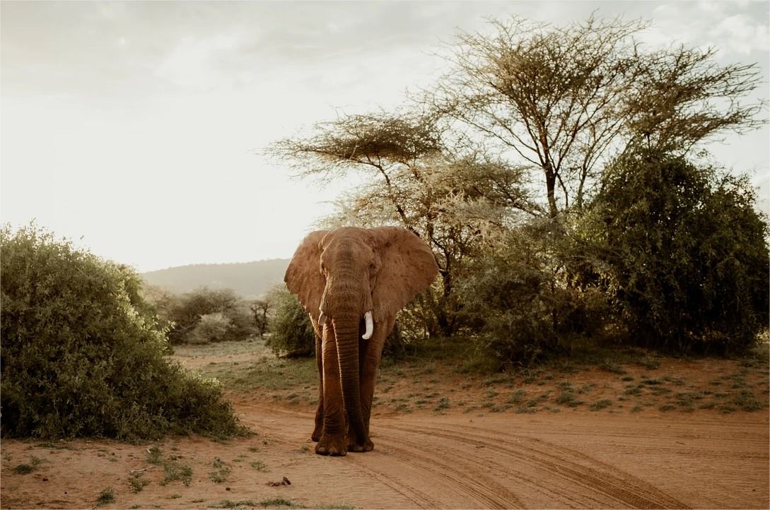 Elephant Bedroom Camp en Samburu