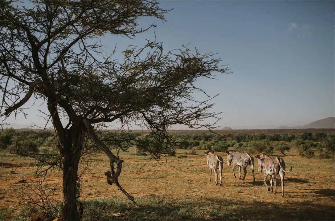 Elephant Bedroom Camp en Samburu