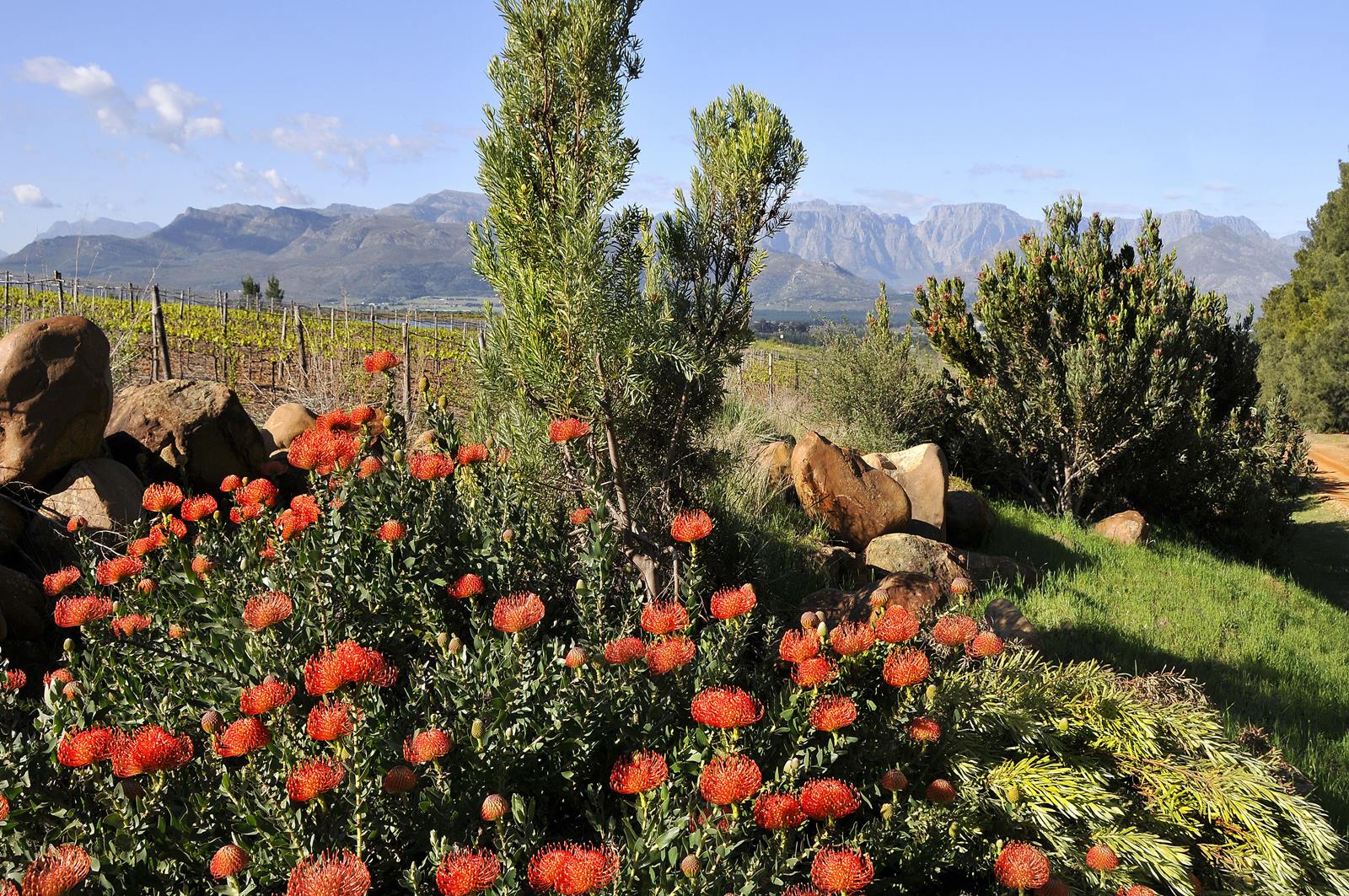 Boschendal Farm Estate en Ciudad del Cabo