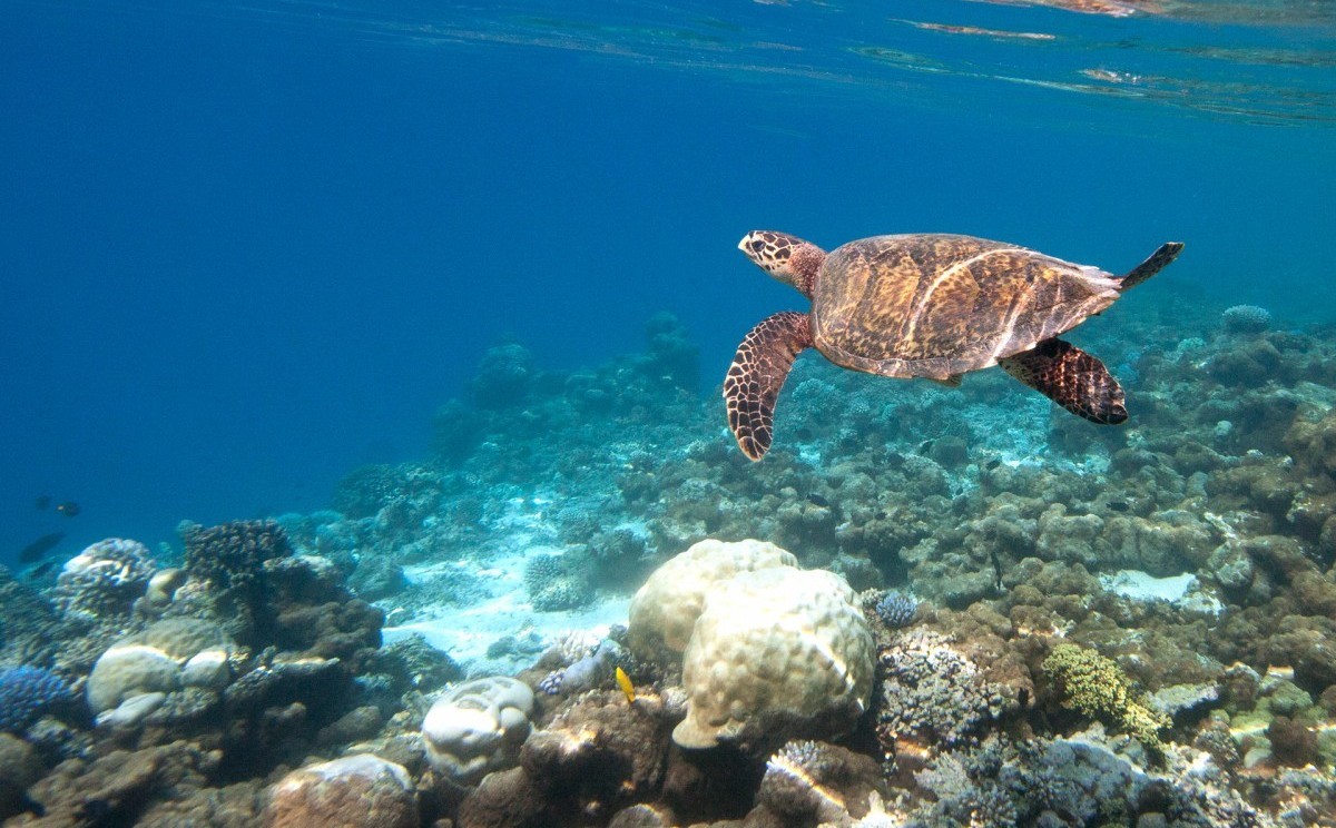 Coco Bodu Hithi en Maldivas