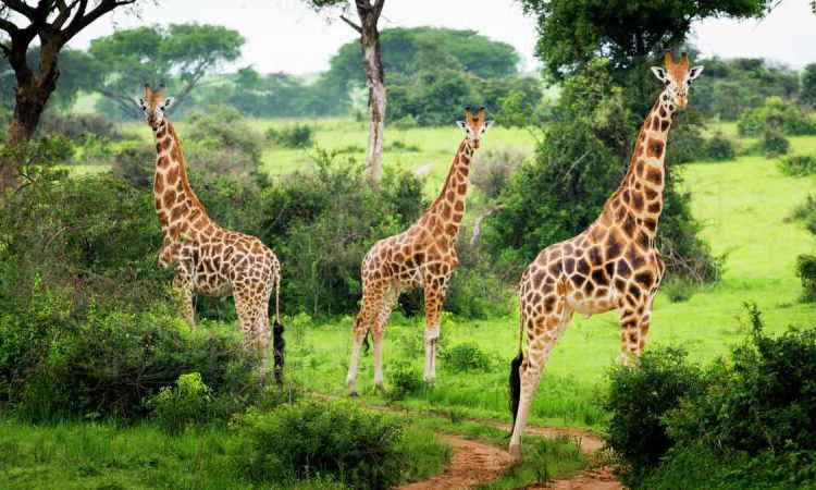 Nile Safari Lodge en Murchison Falls National Park