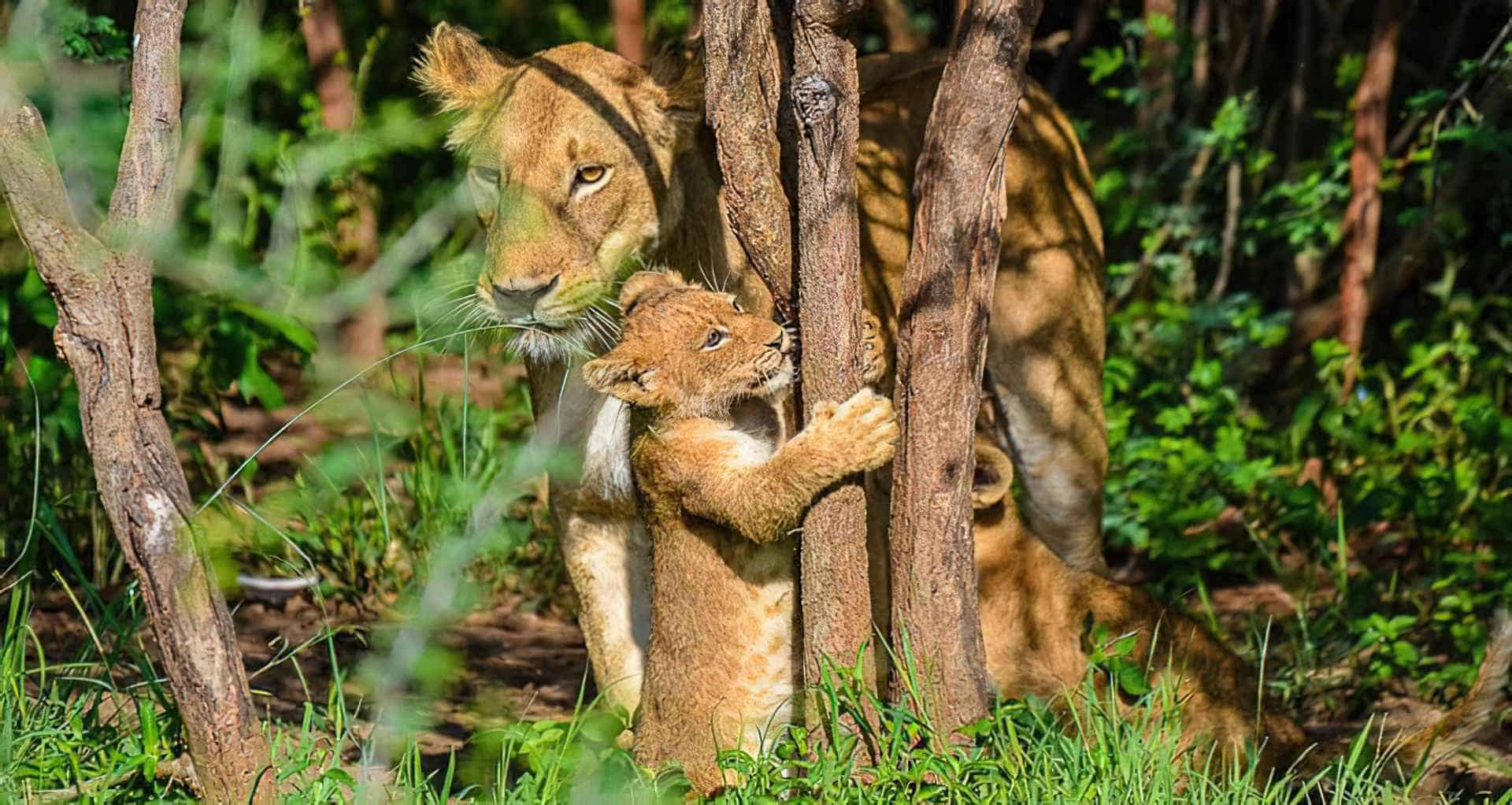 Nile Safari Lodge en Murchison Falls National Park