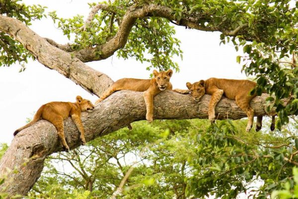Nile Safari Lodge en Murchison Falls National Park