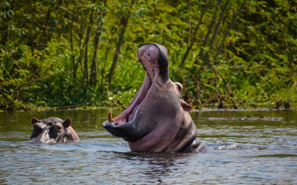 Nile Safari Lodge en Murchison Falls National Park
