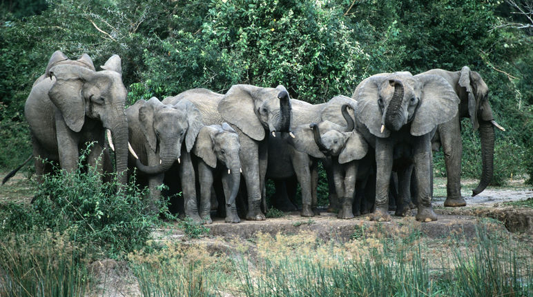 Nile Safari Lodge en Murchison Falls National Park