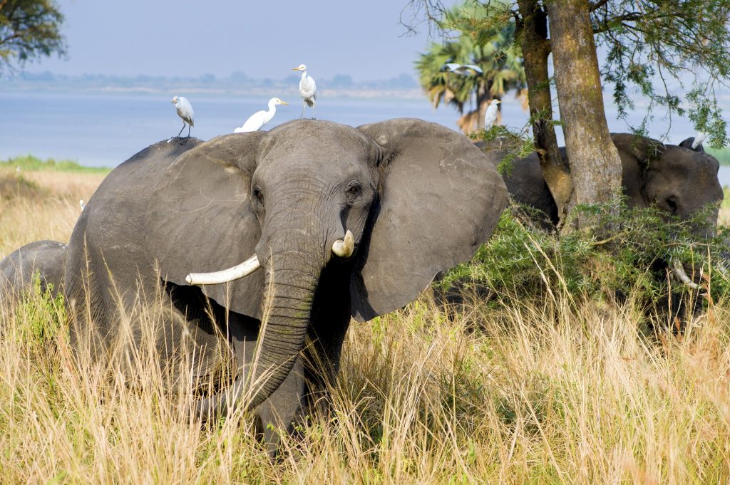 Nile Safari Lodge en Murchison Falls National Park