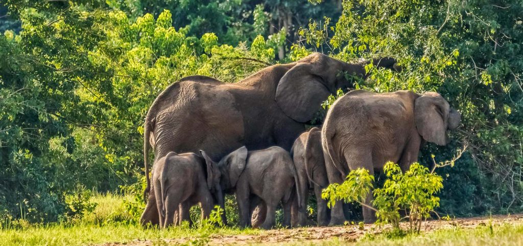 Nile Safari Lodge en Murchison Falls National Park