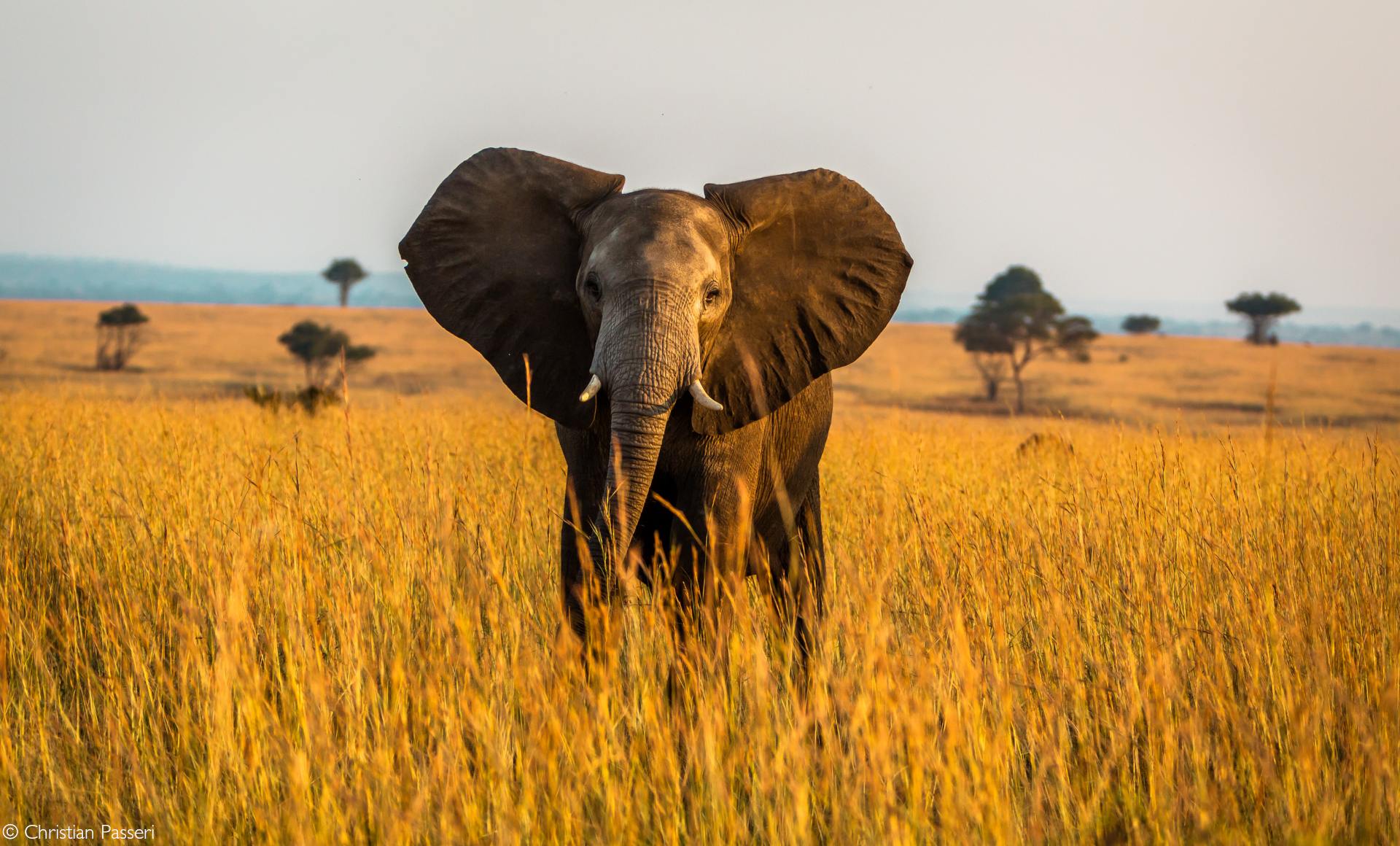 Nile Safari Lodge en Murchison Falls National Park