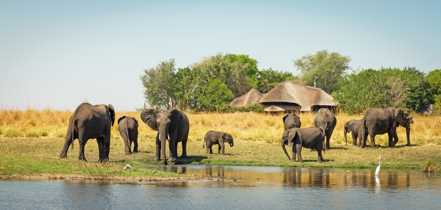 Chobe Savanna Lodge