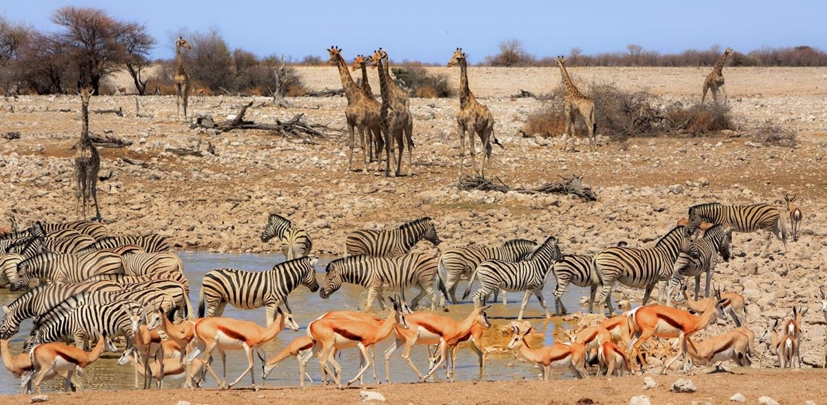 Etosha Parque Nacional 