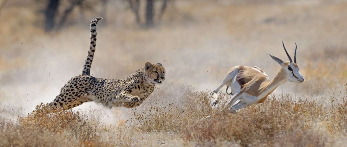 Etosha Parque Nacional 