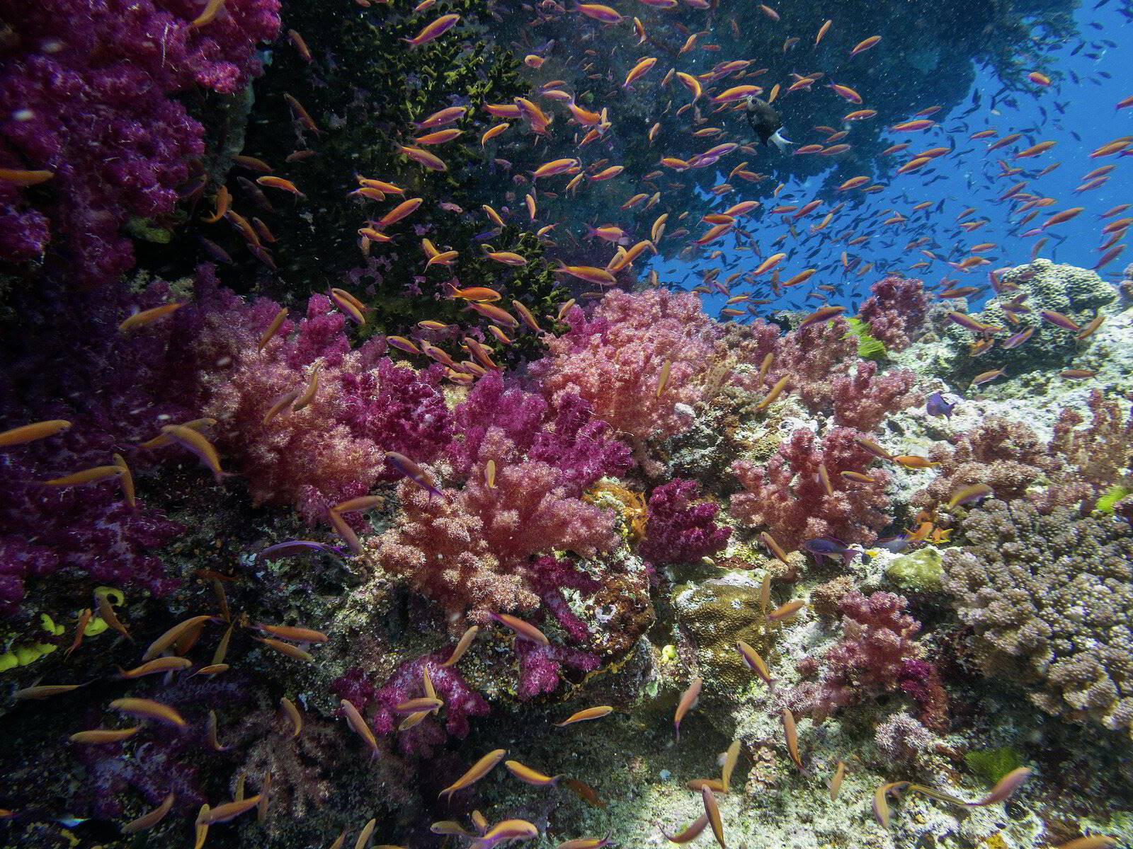 Oneta Resort en Fiji