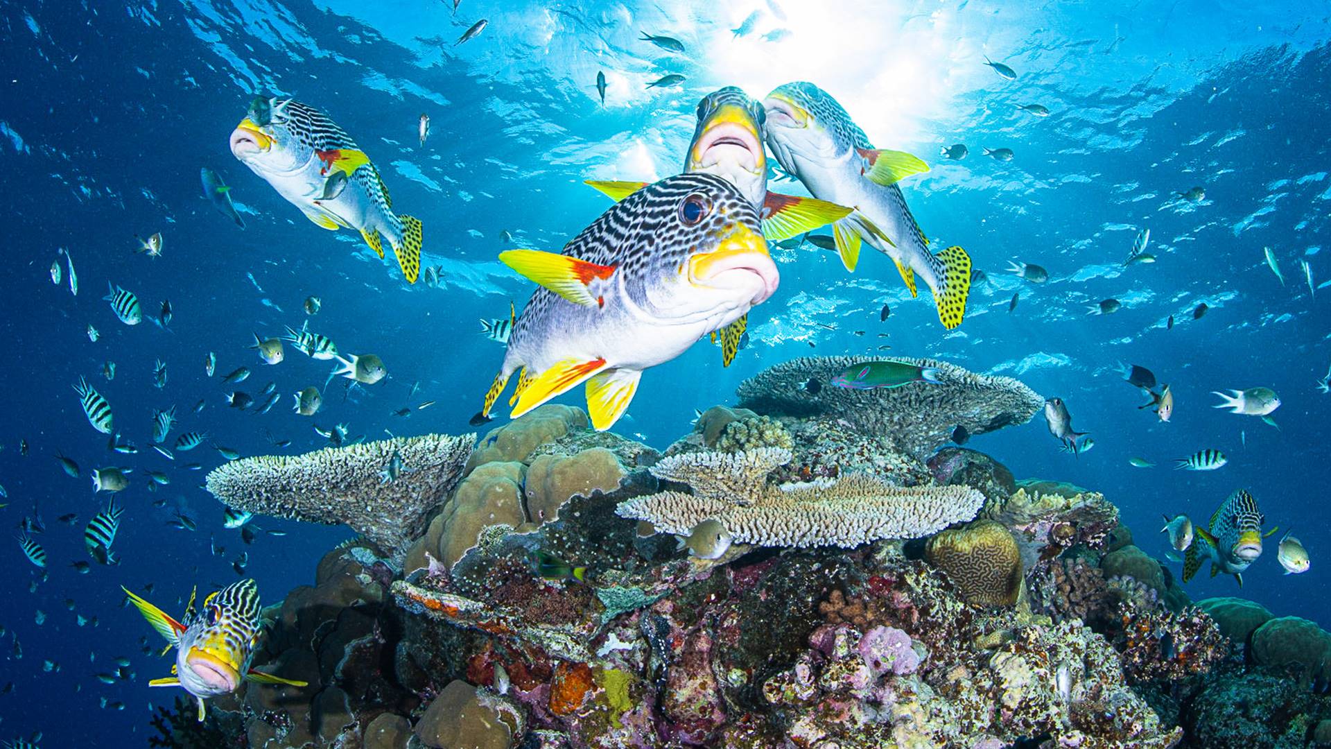 Experiencia de Buceo en Barco en Gran Barrera de Coral