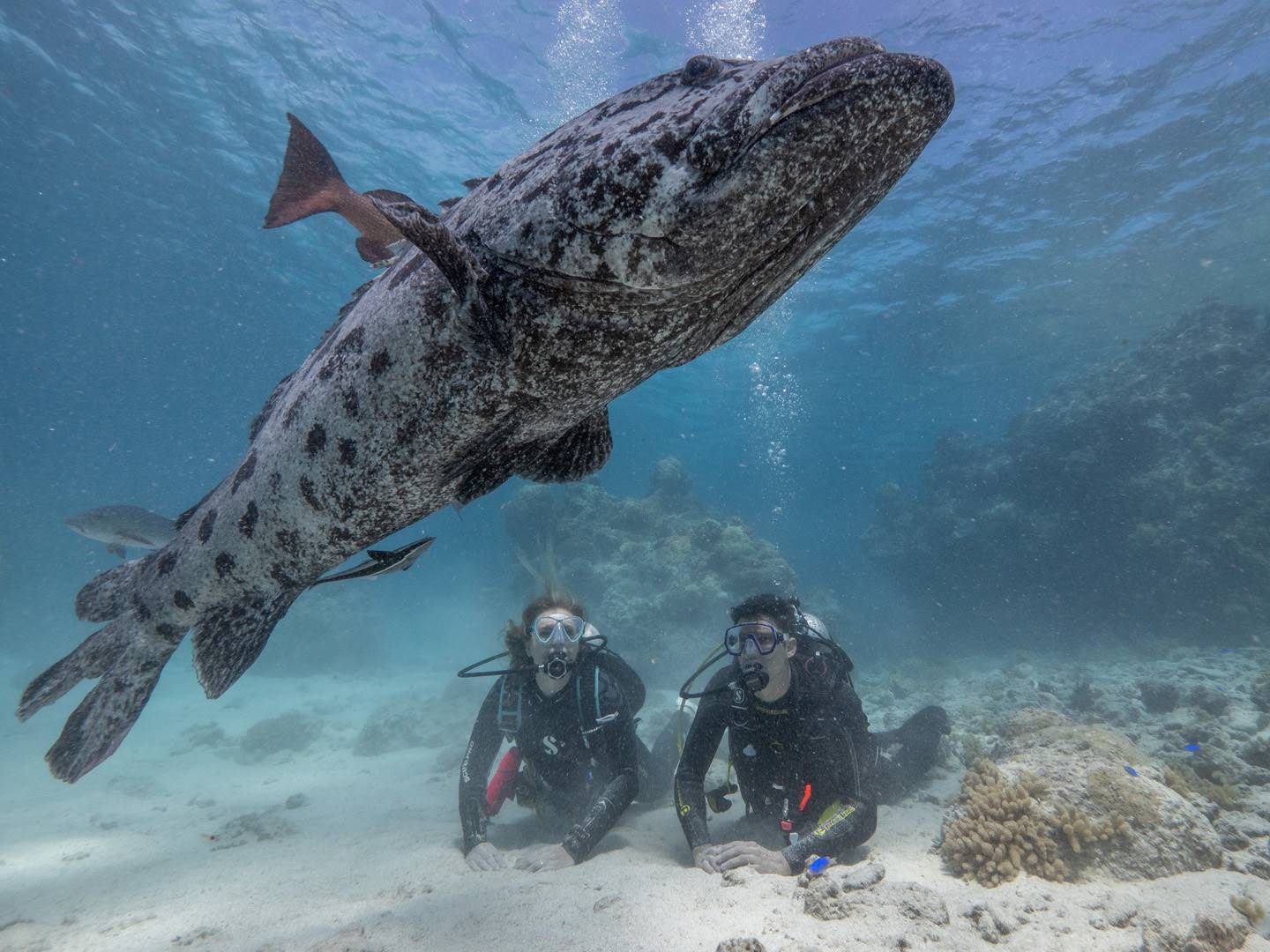 Experiencia de Buceo en Barco en Gran Barrera de Coral